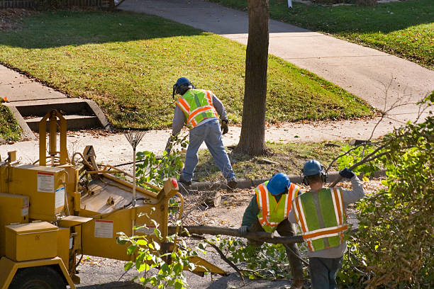  Blue Earth, MN Tree Removal and Landscaping Services Pros